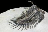 Spiny Comura Trilobite - Top Quality Specimen #108755-4